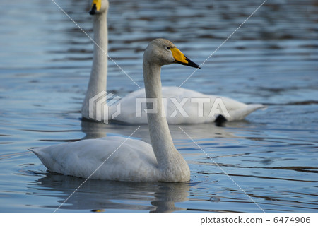 Great swans Great swans 6474906