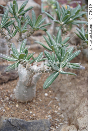 Pakipodium Roslarum多汁植物 6475019