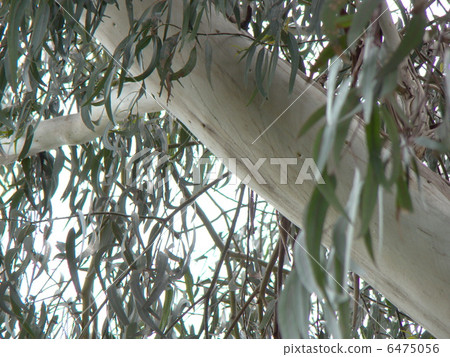 Eucalyptus Globus Eucalyptus Globus 6475056