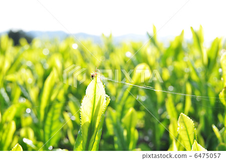 Sprouts and spiders Sprouts and spiders 6475057