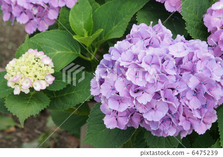 Hydrangea Hydrangea 6475239