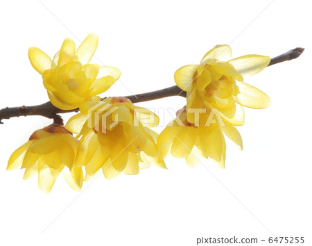 Lobai flower Lobai flower 6475255