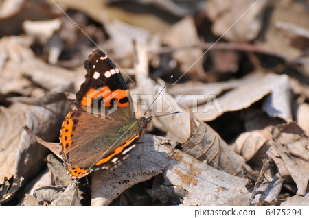 紅海軍上將 6475294