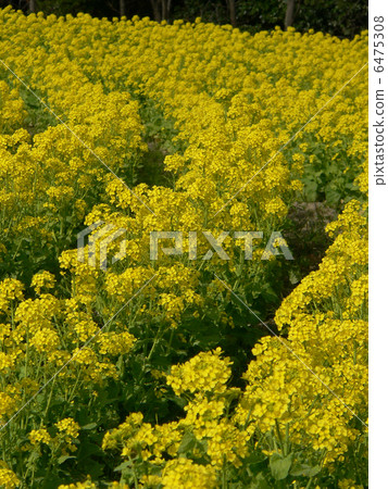 Rapeseed field Rapeseed field 6475308