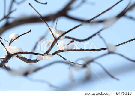 Snow on twigs of dogwood Snow on twigs of dogwood 6475313