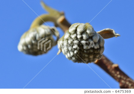 Mitsumata的芽（1月） 6475369