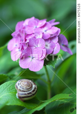 Hydrangeas are the protagonists Hydrangeas are the protagonists 6475528