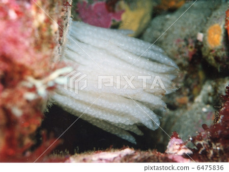 魷魚蛋 魷魚蛋 6475836