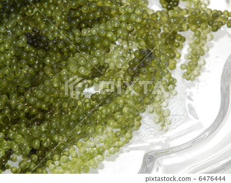    海洋葡萄 6476444