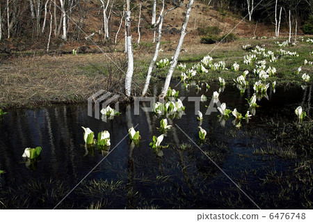 Water Basho Water Basho 6476748