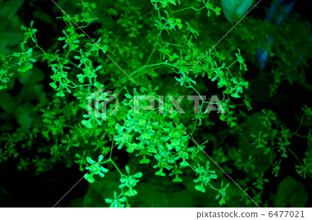 Onsidium Olisatum花語：神秘的愛Oncidium Obryzatum 6477021