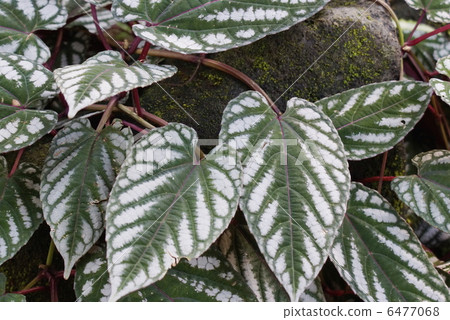 Sei shingles leaf Sei shingles leaf 6477068