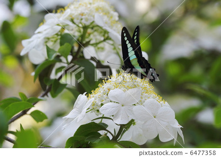 香蕉和Aosujijiha 6477358