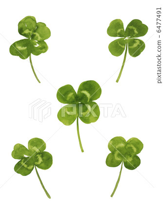 Four leaves clover Four leaves clover 6477491