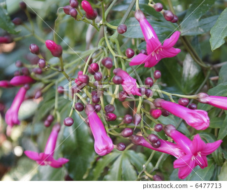 Hozaki morning glory 6477713