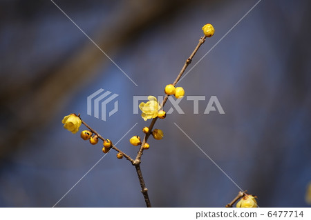 Yamagami Castle Ruins Park's Low Bite 1 6477714