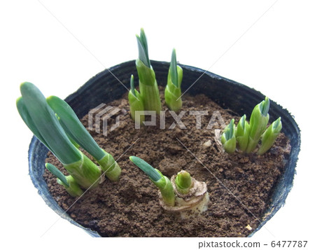 春天來到水仙花芽 6477787