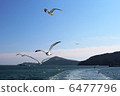 海鷗和大海 6477796