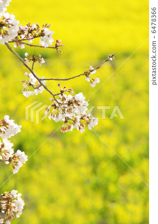 Rape flowers and cherry blossoms in full bloom Rape flowers and cherry blossoms in full bloom 6478366