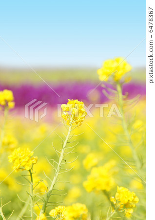 Canola flowers in full bloom Canola flowers in full bloom 6478367
