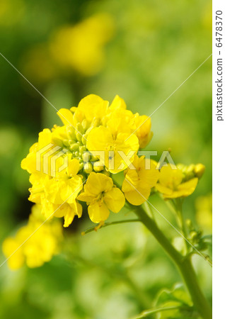 盛開的油菜花〉 盛開的油菜花〉 6478370