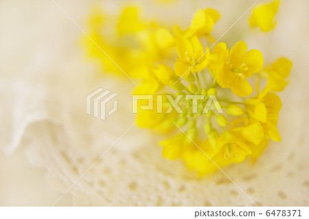 Canola flowers in full bloom　 6478371
