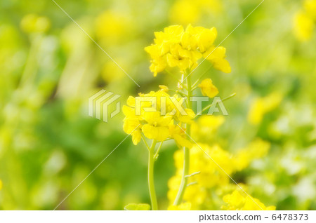 盛開的油菜花〉 6478373