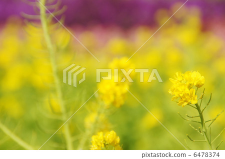 盛開的油菜花〉 6478374