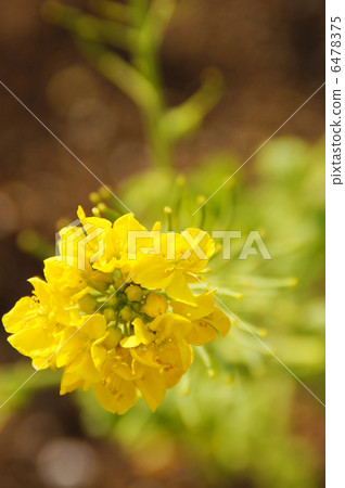 盛開的油菜花〉 6478375