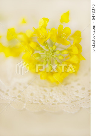 盛開的油菜花〉 6478376