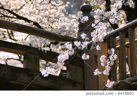 Cherry tree in full bloom Cherry tree in full bloom 6478607