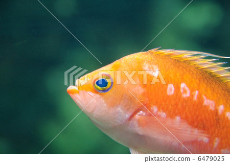Aquarium fish 6479025