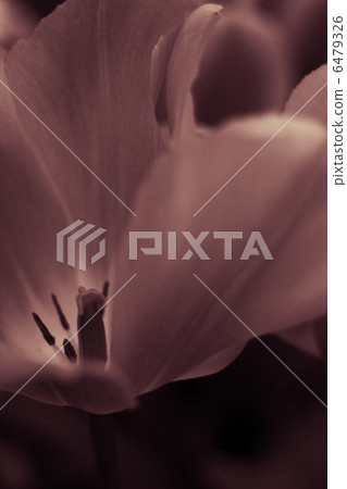 Abstract flower background Abstract flower background 6479326