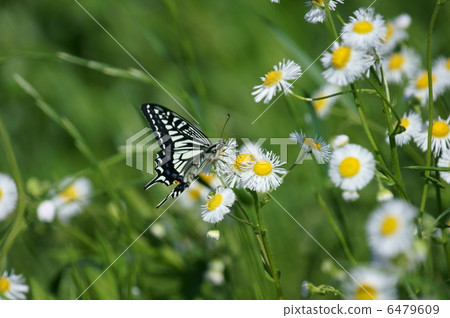 Are you crazy for Haru Shoen lolly butterfly princess woman? 6479609