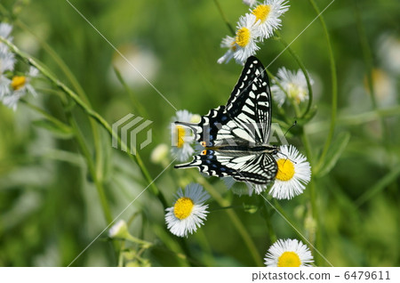 Are you crazy for Haru Shoen lolly butterfly princess woman? 6479611