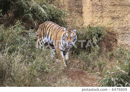 Amur Tora Amur Tora 6479809