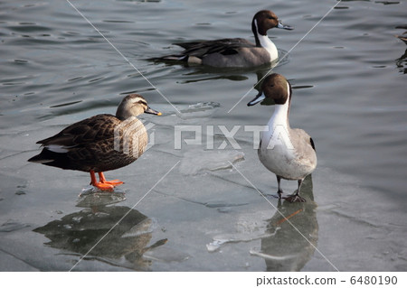 Calcaron and Onagamamo on ice 6480190