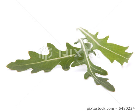 Sweet rucola salad or rocket lettuce leaves 6480224