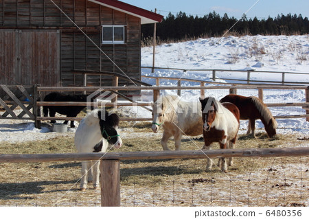 Konowai Farm's Pony 6480356