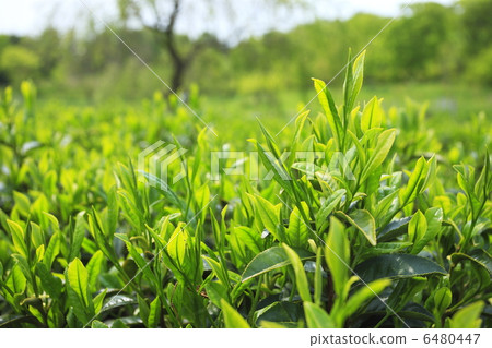 Tea field of new tea Tea field of new tea 6480447