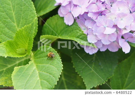 蜜蜂和繡球花 6480522