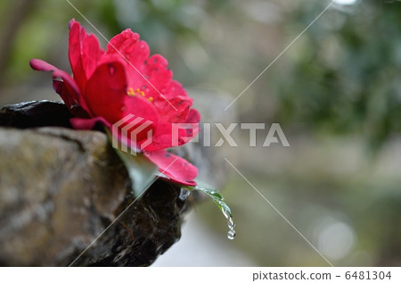 Honen-in, Camellia camellia camellia 6481304