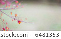 紅枝 6481353