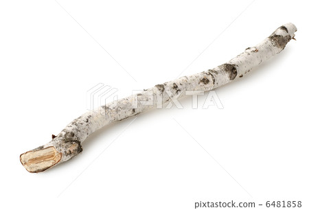 Birch branch isolated 6481858