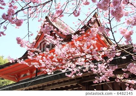 土佐神社正殿和猩紅色的冷櫻花 土佐神社正殿和猩紅色的冷櫻花 6482145