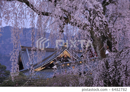 Shidarezakura of Mt. Oba and Kuonji Shidarezakura of Mt. Oba and Kuonji 6482782