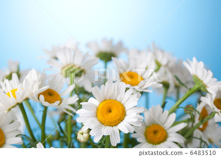 Daisy Flower Daisy Flower 6483510