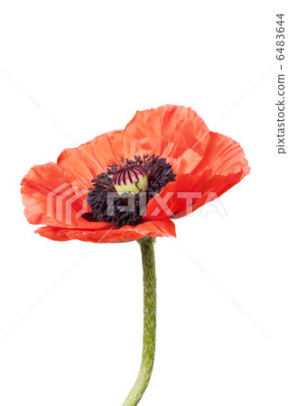 Red poppy Red poppy 6483644