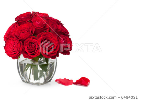 beautiful close-up red rose beautiful close-up red rose 6484051