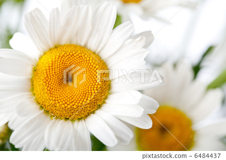 Daisy Flower 6484437